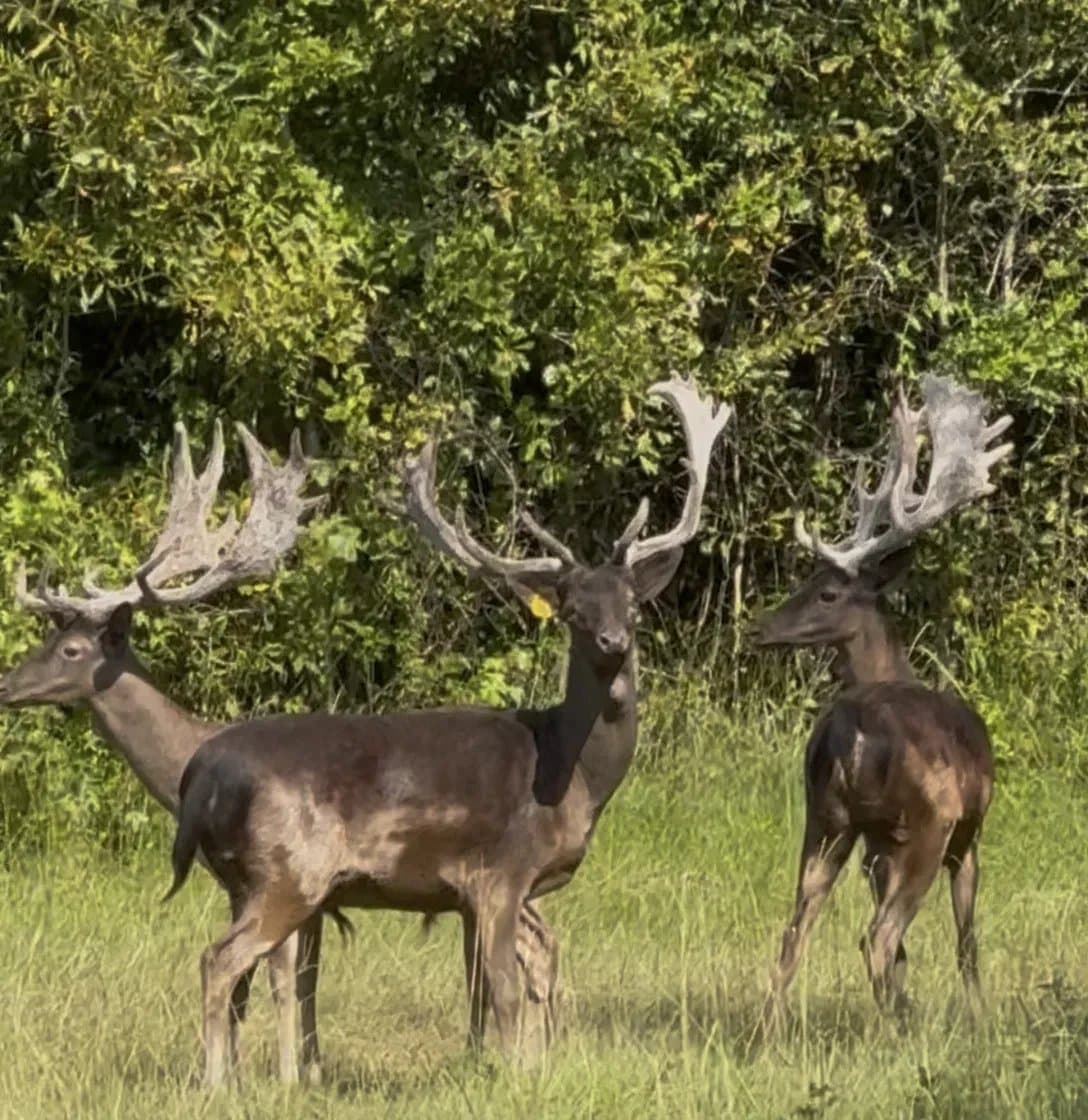 Fallow Deer on the Summerfield Outdoors property