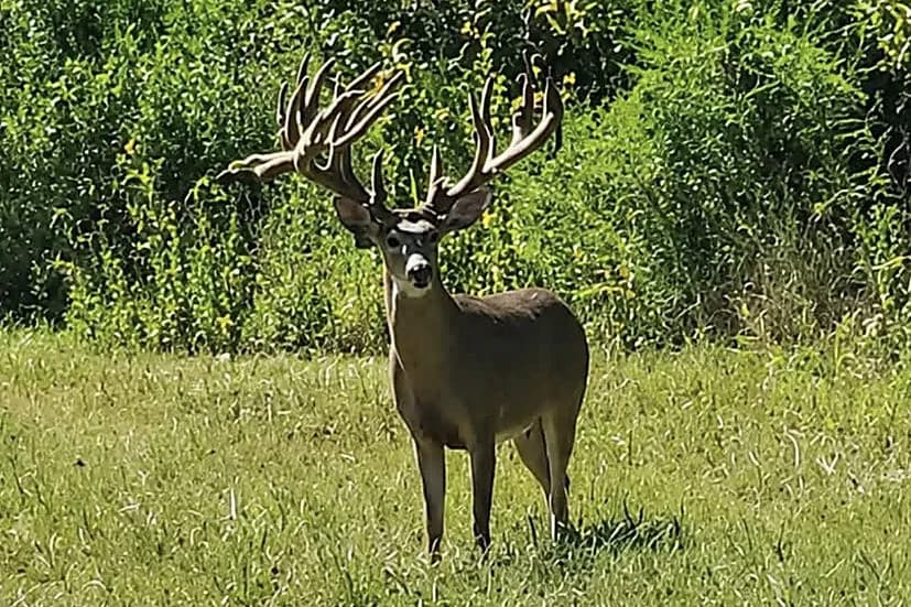 Whitetail Deer on the property