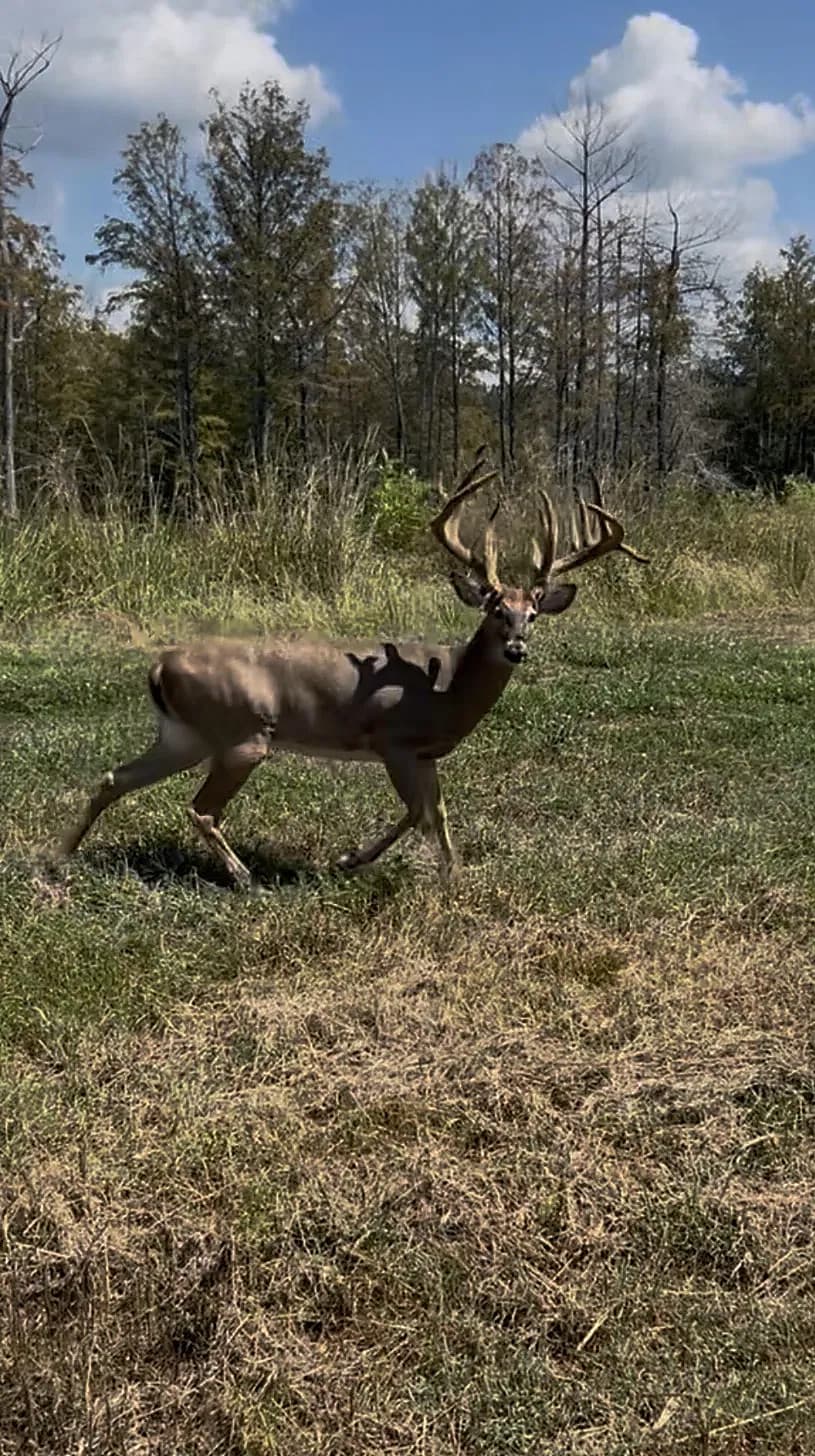 Wide-racked whitetail buck striding across the field