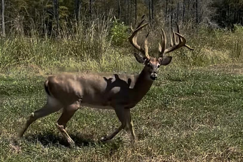 White-Tailed Deer on the Summerfield Outdoors property
